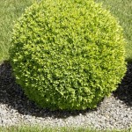 10mm grey round bush