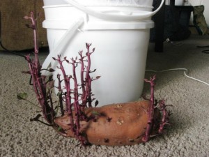 potato sprouting